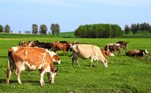畜牧业现代化是农业现代化的排头兵和风向标